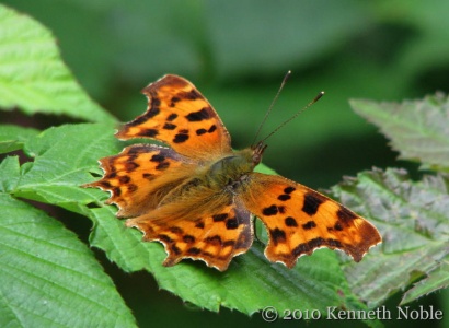 comma (Polygonia c-album) Kenneth Noble